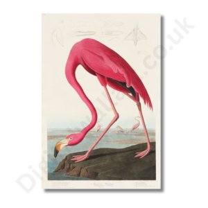 American Flamingo Wall Art – Vintage Bird Illustration Print