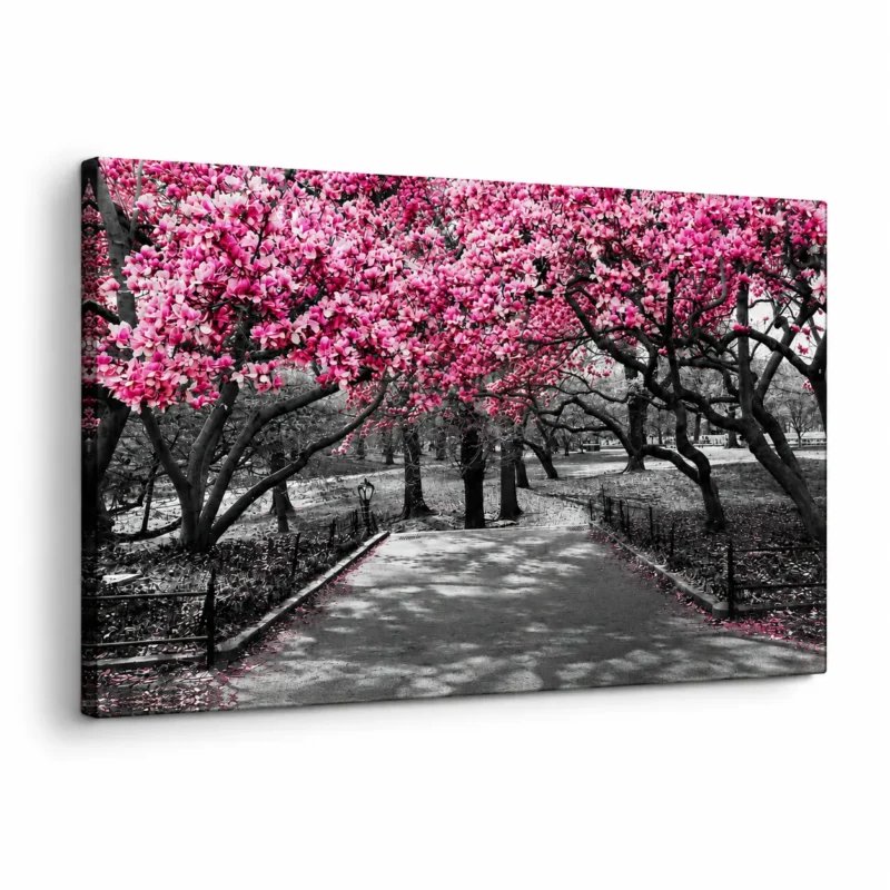 Black And White Pink Blossom On Trees Canvas Print